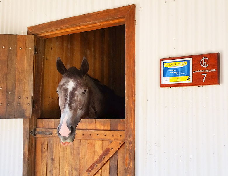 F3 Architecture, Marías del Sur, Stud Farm, horse, stable